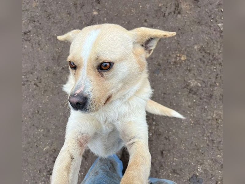 ❤️❤️❤️ erwachte Lebensfreude pur:  LUNA - 4,5 Jahre, 42cm/12kg - Mischling