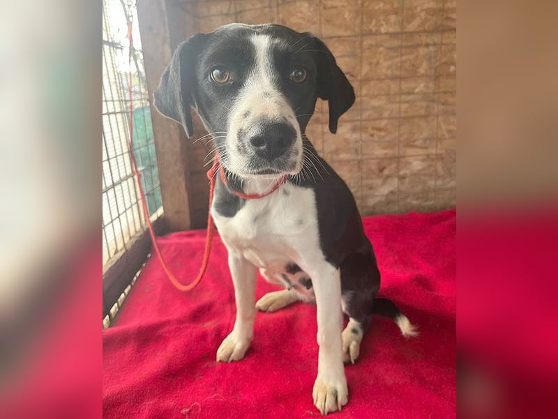 ❤️❤️❤️ treue Hundeseele LUCY - 1 Jahr, 42cm/14kg - Mischling