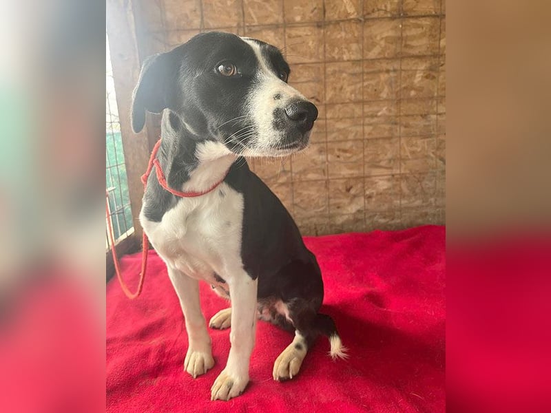 ❤️❤️❤️ treue Hundeseele LUCY - 1 Jahr, 42cm/14kg - Mischling