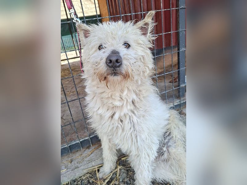 ❤️❤️❤️ bildhübscher BOZZI - 2 Jahre, 4cm/14kg - kniehoher Mischling