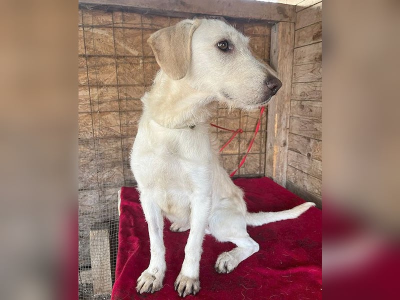 wunderschöne BELLA - 5 Jahre, 50cm/18kg - Mischling