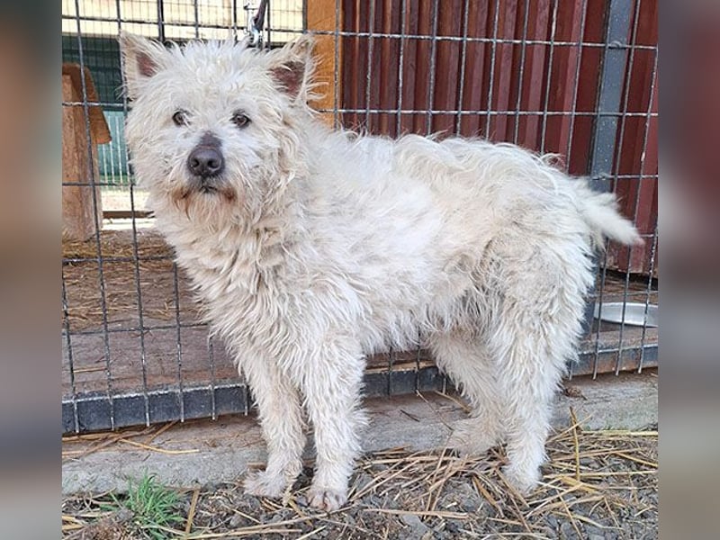 ❤️❤️❤️ bildhübscher BOZZI - 2 Jahre, 4cm/14kg - kniehoher Mischling