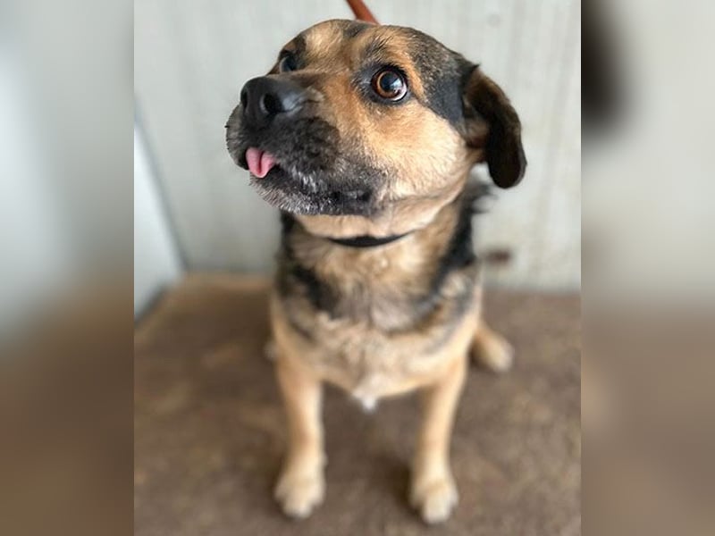 ❤️❤️❤️ lieber Kuschelbär BANDI - 6,5 Jahre, 42cm/20kg - Mischling