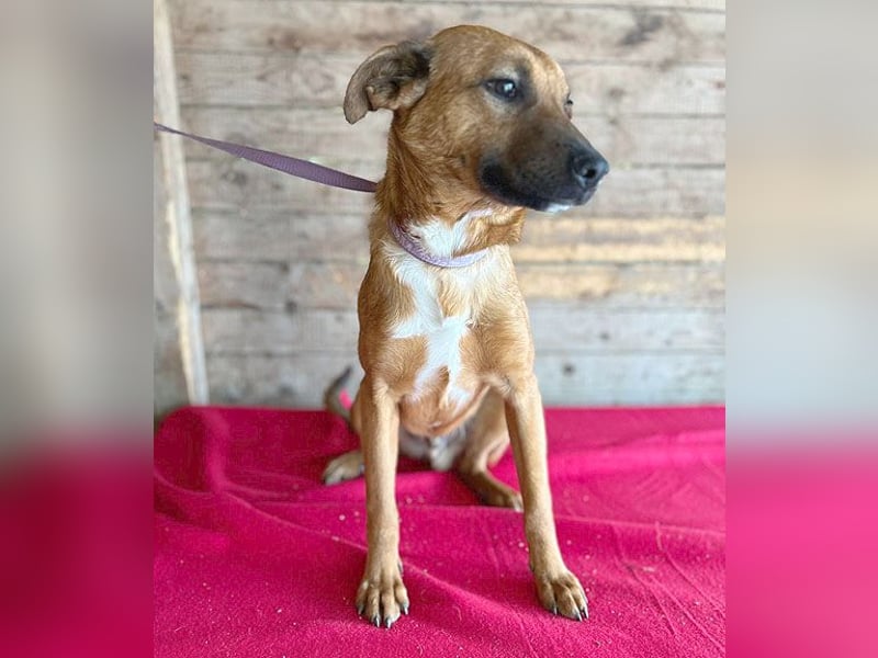 ❤️ liebenswerter NIKO - 1 Jahr, 50cm/16kg - Mischling