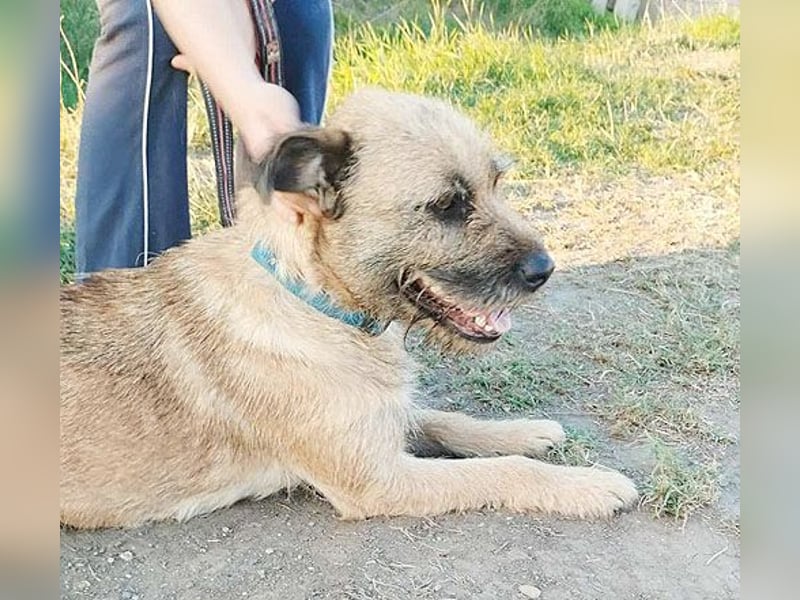 superliebe Familienhündin LUCI - 1 Jahr, 48cm/22kg - Mischling Typ Border Terrier