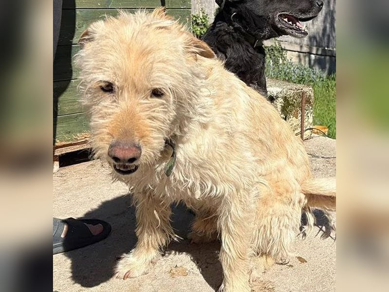 ❤️❤️❤️ lieber Wuschel-Mix FINN - 7 Jahre, 50cm