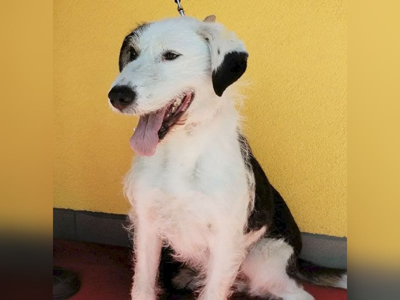 fröhlicher Familienhund OREO 3 Jahre, 50cm/17kg