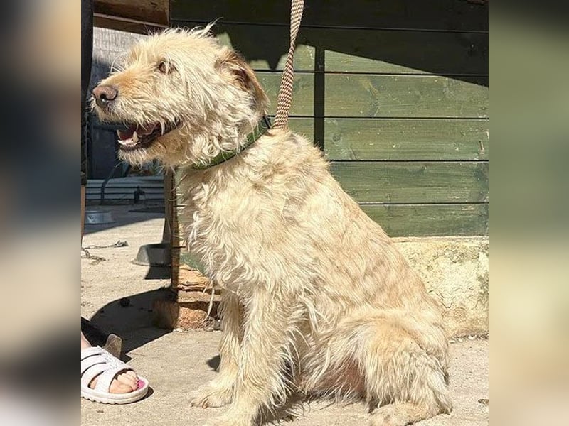 ❤️❤️❤️ lieber Wuschel-Mix FINN - 7 Jahre, 50cm