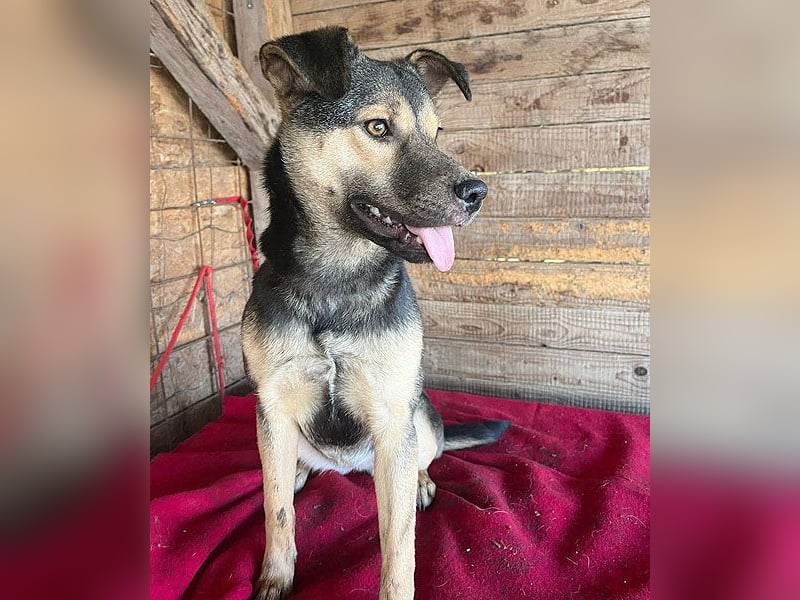 ❤️❤️❤️ WIFI auf der Suche nach Liebe - 9 Monate, 42cm/15kg