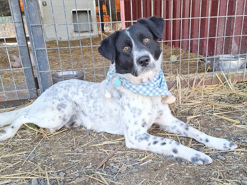 ❤️❤️❤️ fröhlicher Familienhund GYURI (Juri) - 2 Jahre, 48cm/15kg - Mischling