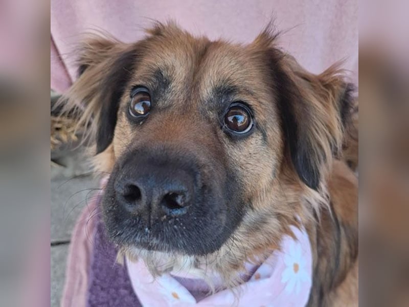 superliebe Familienhündin BEKKY - 4,5 Jahre, 50cm/24kg - Mischling