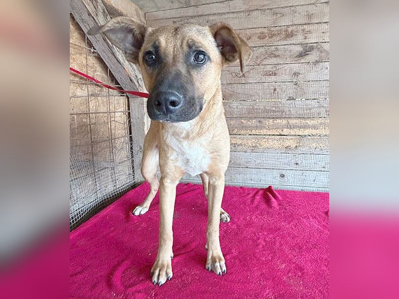 ❤️ RIKO mit den traurigen Augen - 1 Jahr, 50cm/17kg - Mischling