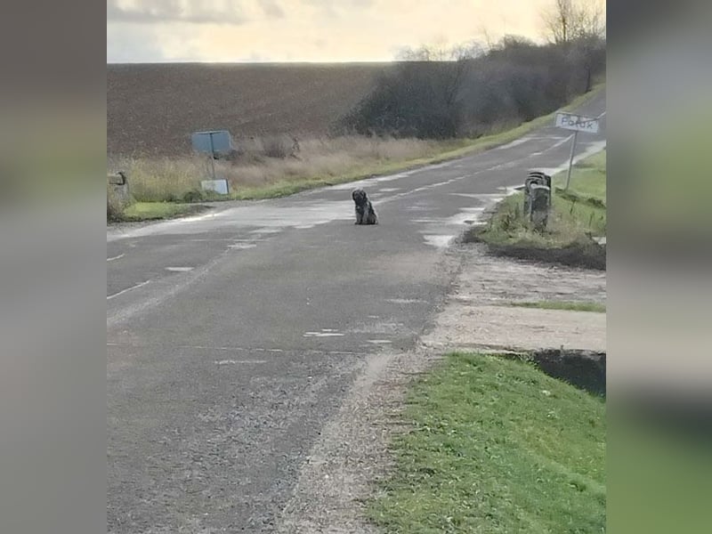 ❤️❤️❤️ treue Hundeseele LEON - 3 Jahre, 46cm/13kg - Mischling