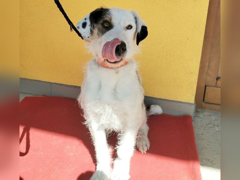 fröhlicher Familienhund OREO 3 Jahre, 50cm/17kg