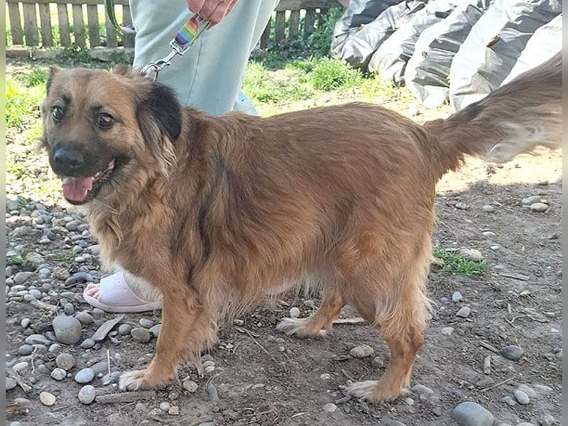 superliebe Familienhündin BEKKY - 4,5 Jahre, 50cm/24kg - Mischling