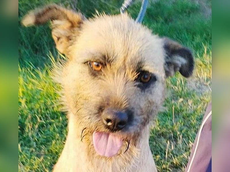 superliebe Familienhündin LUCI - 1 Jahr, 48cm/22kg - Mischling Typ Border Terrier