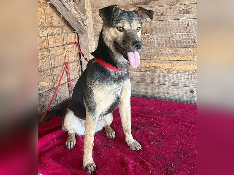 ❤️❤️❤️ WIFI auf der Suche nach Liebe - 9 Monate, 42cm/15kg