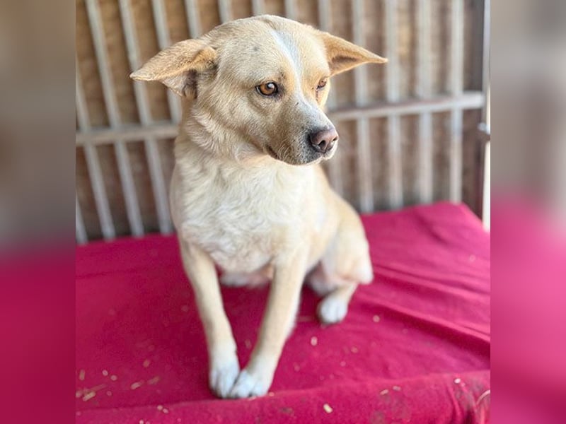 ❤️❤️❤️ erwachte Lebensfreude pur:  LUNA - 4,5 Jahre, 42cm/12kg - Mischling