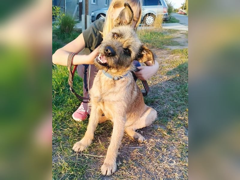superliebe Familienhündin LUCI - 1 Jahr, 48cm/22kg - Mischling Typ Border Terrier