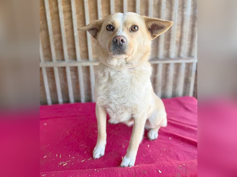 unser Sonnenschein LUNA - 4,5 Jahre, 42cm/12kg - Mischling