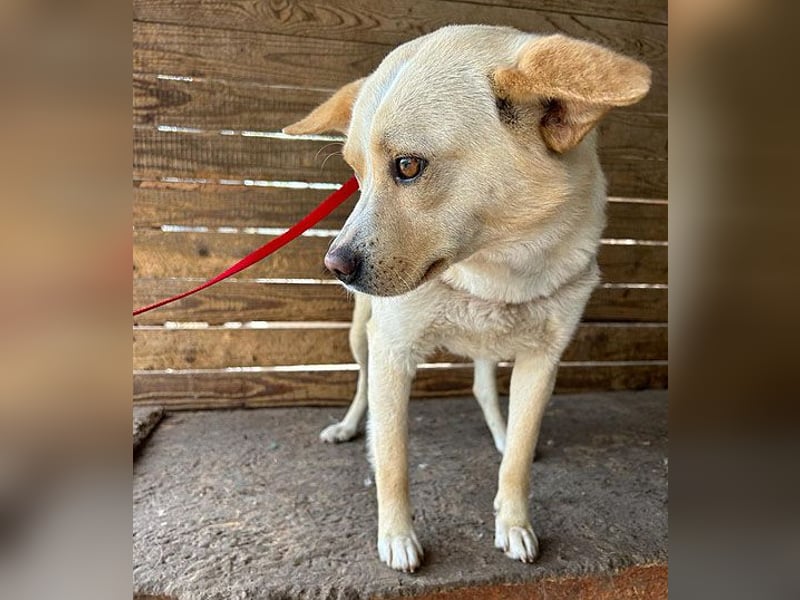 unser Sonnenschein LUNA - 4,5 Jahre, 42cm/12kg - Mischling