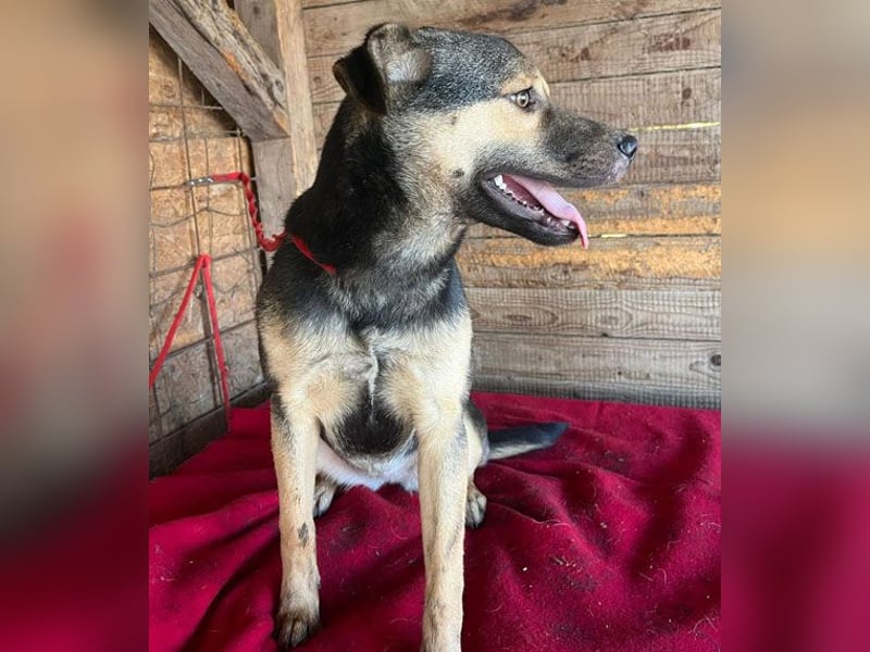 ❤️❤️❤️ WIFI auf der Suche nach Liebe - 9 Monate, 42cm/15kg