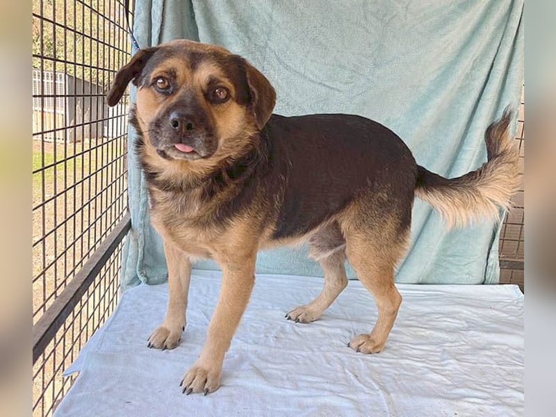 ❤️❤️❤️ lieber Kuschelbär BANDI - 6,5 Jahre, 42cm/20kg - Mischling