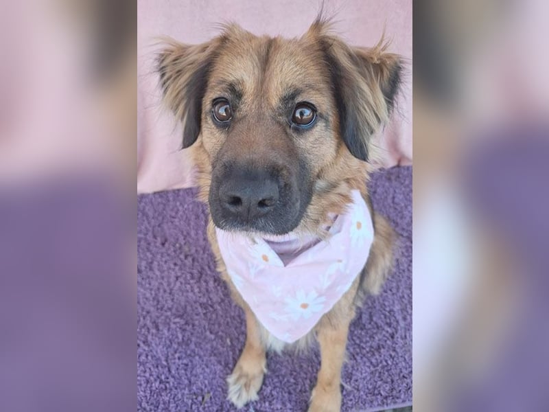 superliebe Familienhündin BEKKY - 4,5 Jahre, 50cm/24kg - Mischling