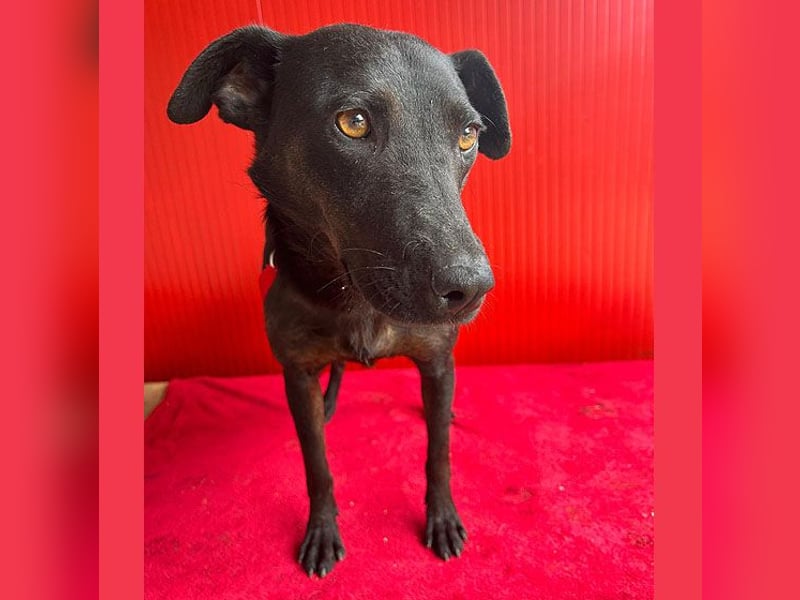 ❤️ liebenswerte DINA - 3 Jahre, 45cm/18kg - Mischling