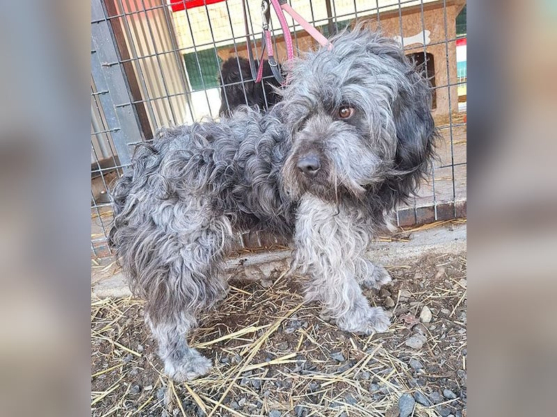 ❤️❤️❤️ treue Hundeseele LEON - 3 Jahre, 46cm/13kg - Mischling