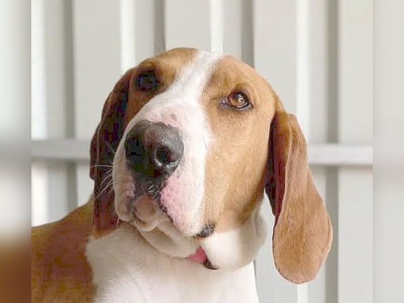 ❤️ superliebe Schmusemaus ABINA - 6 Jahre, 50cm/25kg - Balkan-Bracken-Mix