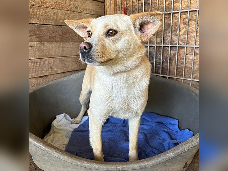 unser Sonnenschein LUNA - 4,5 Jahre, 42cm/12kg - Mischling