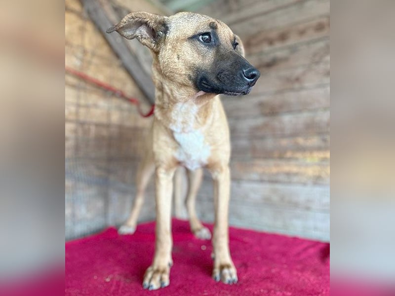 ❤️ RIKO mit den traurigen Augen - 1 Jahr, 50cm/17kg - Mischling
