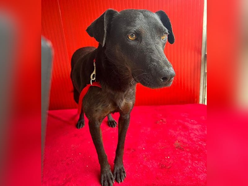 ❤️ liebenswerte DINA - 3 Jahre, 45cm/18kg - Mischling