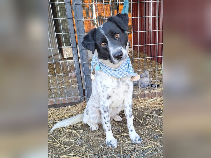 ❤️❤️❤️ fröhlicher Familienhund GYURI (Juri) - 2 Jahre, 48cm/15kg - Mischling