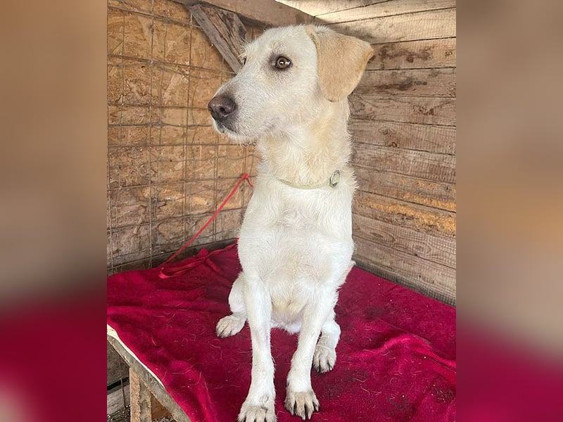 wunderschöne BELLA - 5 Jahre, 50cm/18kg - Mischling