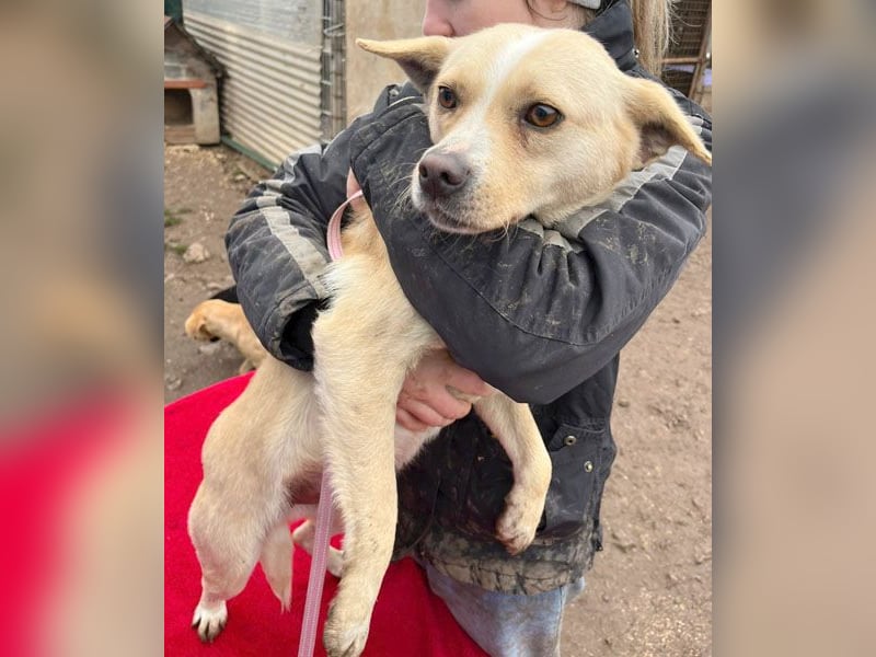 unser Sonnenschein LUNA - 4,5 Jahre, 42cm/12kg - Mischling