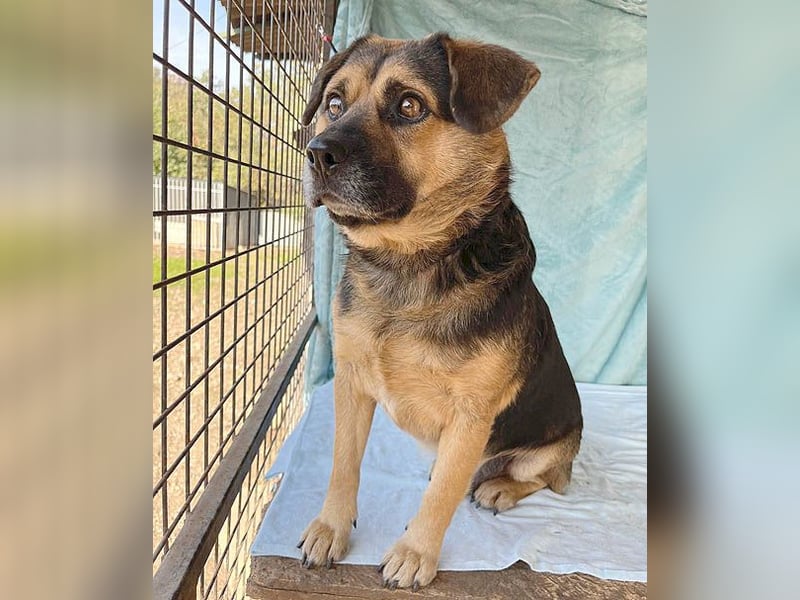 ❤️❤️❤️ lieber Kuschelbär BANDI - 6,5 Jahre, 42cm/20kg - Mischling