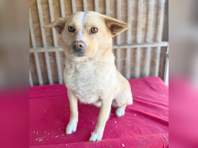 ❤️❤️❤️ erwachte Lebensfreude pur:  LUNA - 4,5 Jahre, 42cm/12kg - Mischling