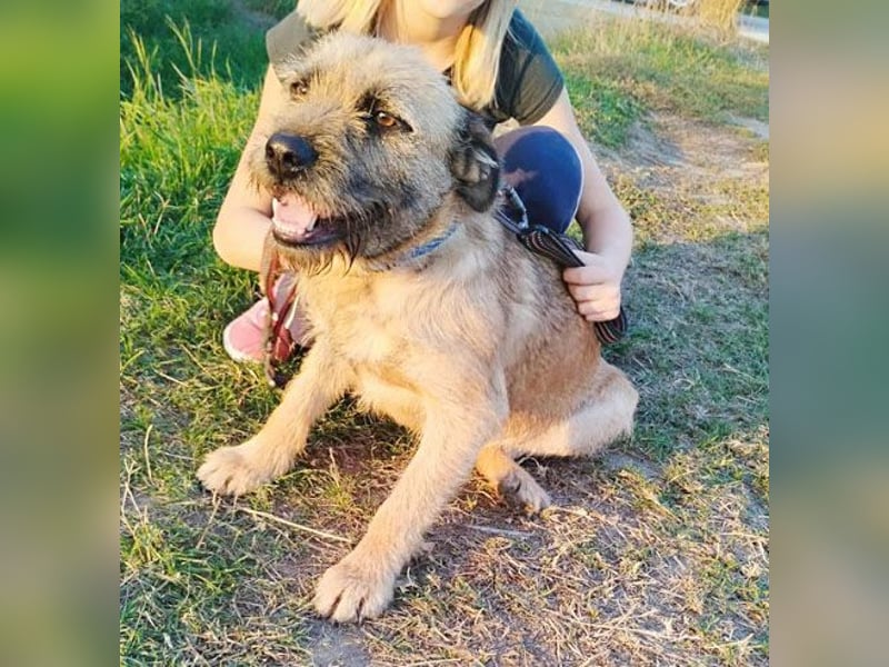 superliebe Familienhündin LUCI - 1 Jahr, 48cm/22kg - Mischling Typ Border Terrier
