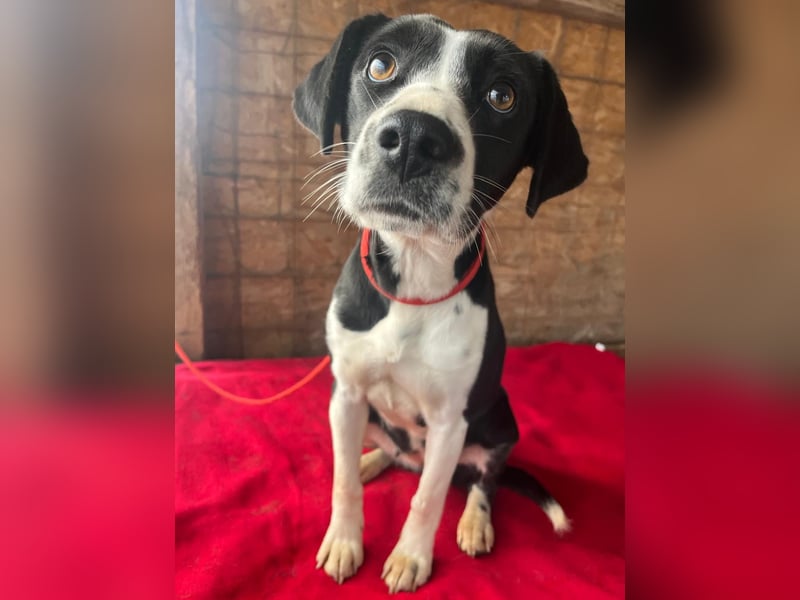 ❤️❤️❤️ treue Hundeseele LUCY - 1 Jahr, 42cm/14kg - Mischling