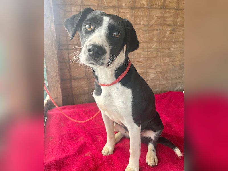 ❤️❤️❤️ treue Hundeseele LUCY - 1 Jahr, 42cm/14kg - Mischling