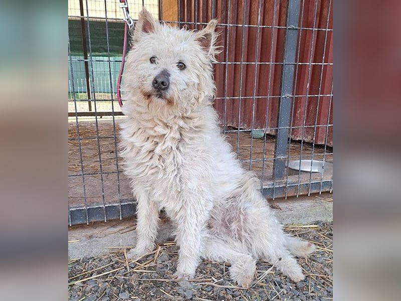 ❤️❤️❤️ bildhübscher BOZZI - 2 Jahre, 4cm/14kg - kniehoher Mischling