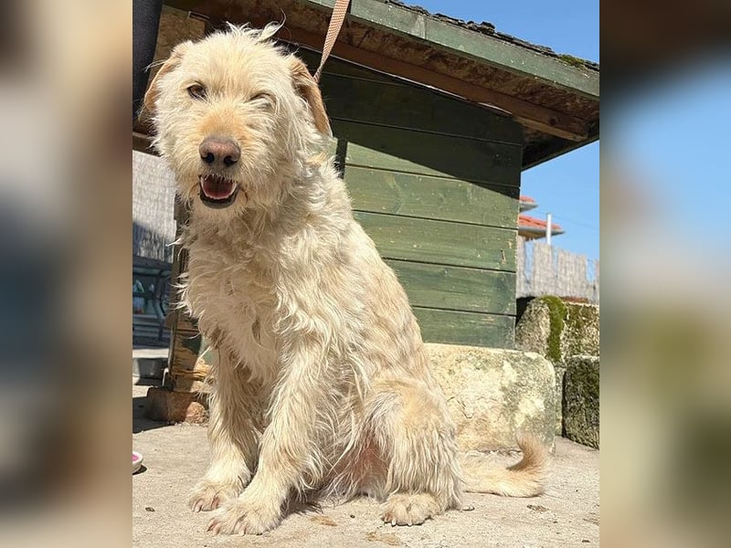 ❤️❤️❤️ lieber Wuschel-Mix FINN - 7 Jahre, 50cm