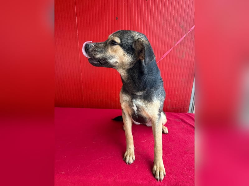 ❤️❤️❤️ WIFI auf der Suche nach Liebe - 9 Monate, 42cm/15kg