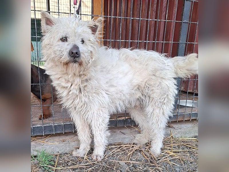 ❤️❤️❤️ bildhübscher BOZZI - 2 Jahre, 4cm/14kg - kniehoher Mischling