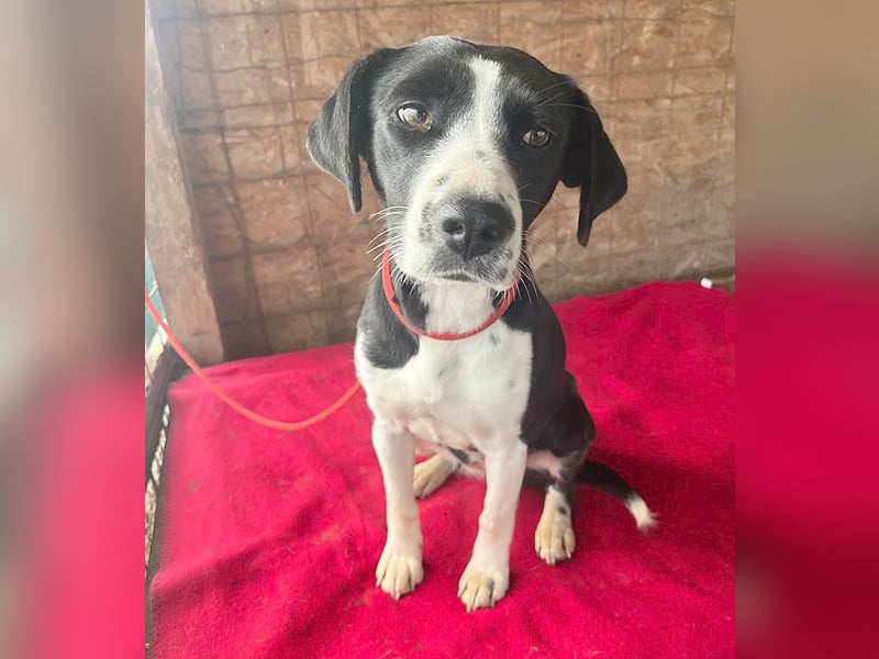 ❤️❤️❤️ treue Hundeseele LUCY - 1 Jahr, 42cm/14kg - Mischling