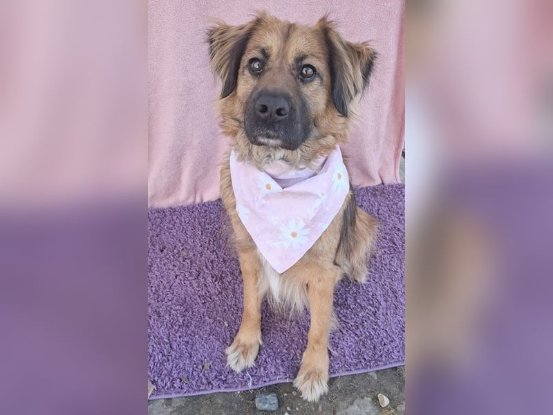 superliebe Familienhündin BEKKY - 4,5 Jahre, 50cm/24kg - Mischling