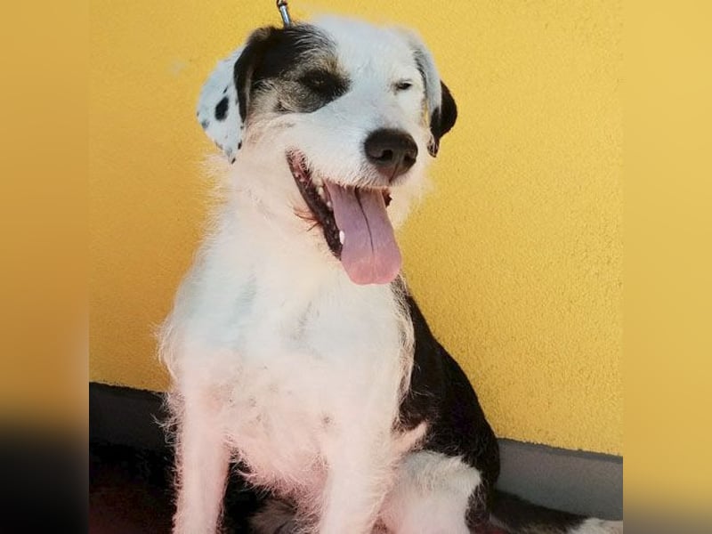 fröhlicher Familienhund OREO 3 Jahre, 50cm/17kg