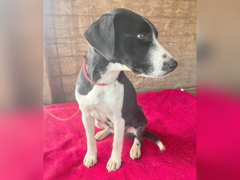 ❤️❤️❤️ treue Hundeseele LUCY - 1 Jahr, 42cm/14kg - Mischling